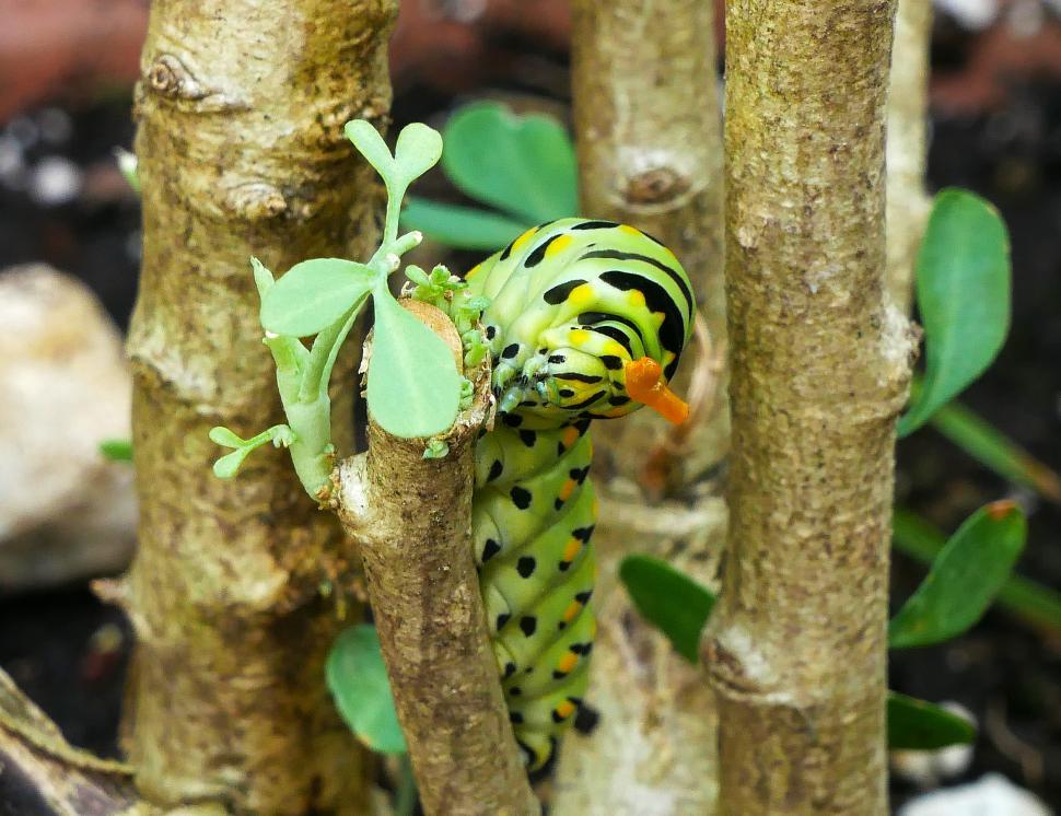Free Image of Eastern Swallowtail Caterpillar Feeding on Common Rue Plant 