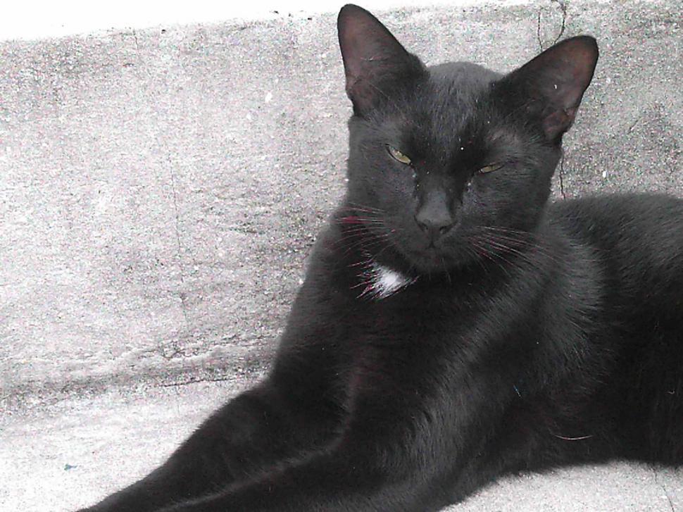 Free Image of Black Cat 