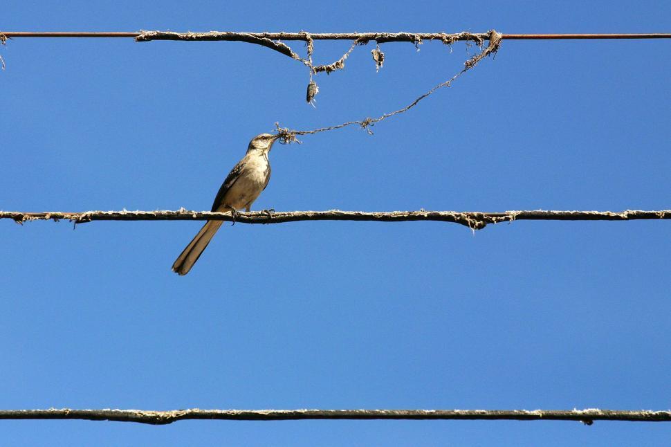 Free Image of Bird holding insulation on phone wire 