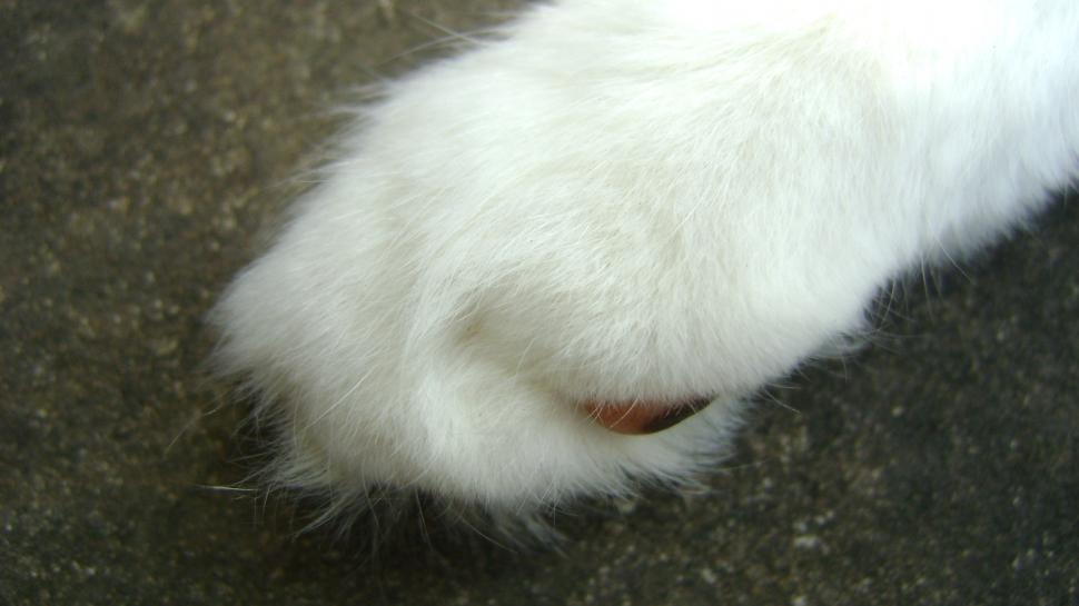 Free Image of Cat parts 
