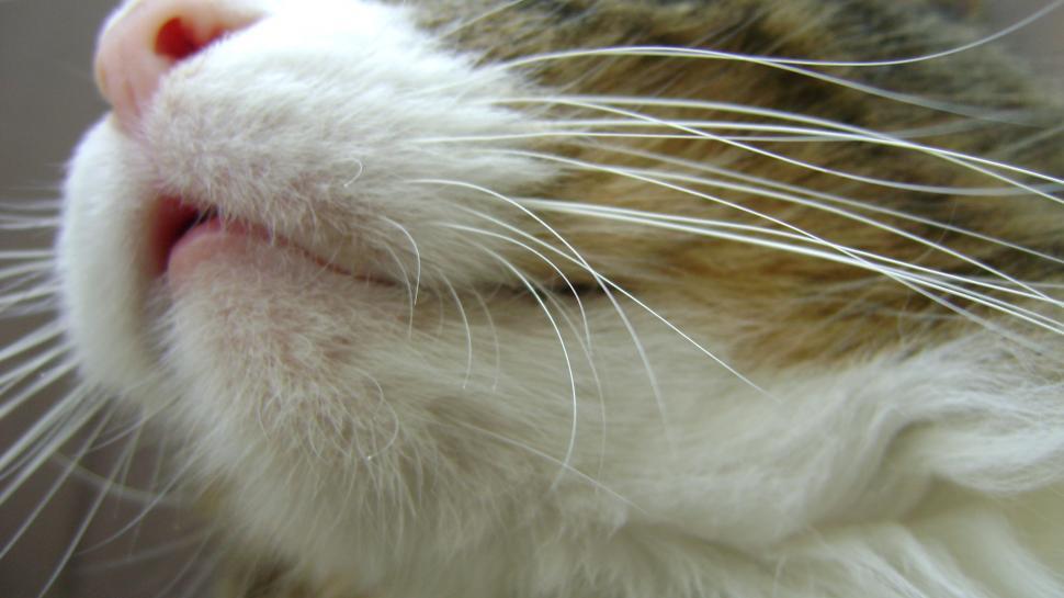 Free Image of Cat parts 