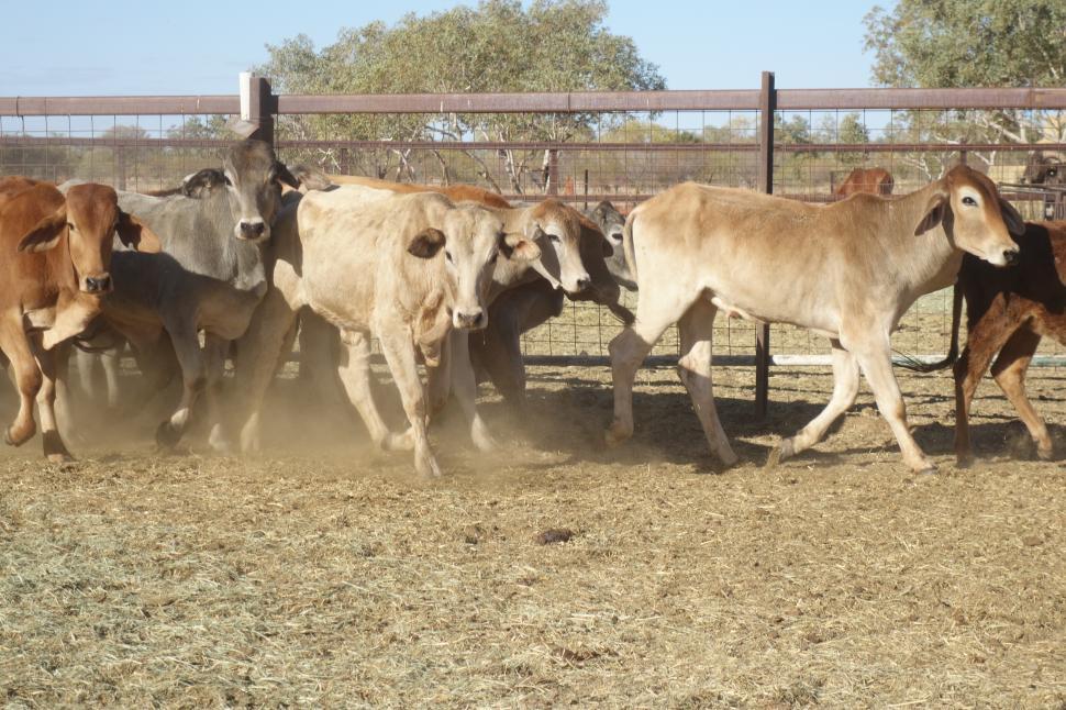 Free Image of Herd of Brahman Cattle  