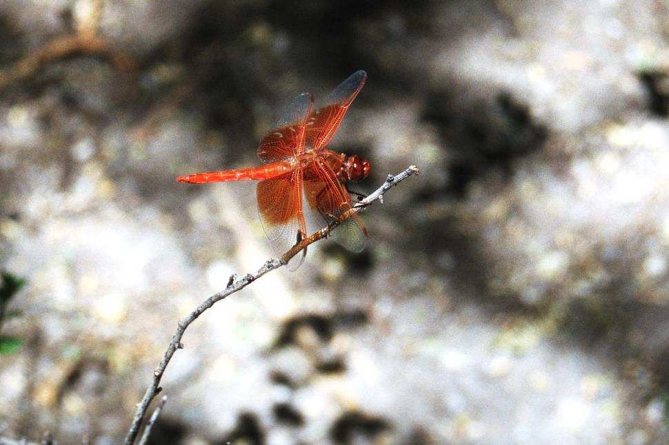 Free Image of Dragonfly on a branch 