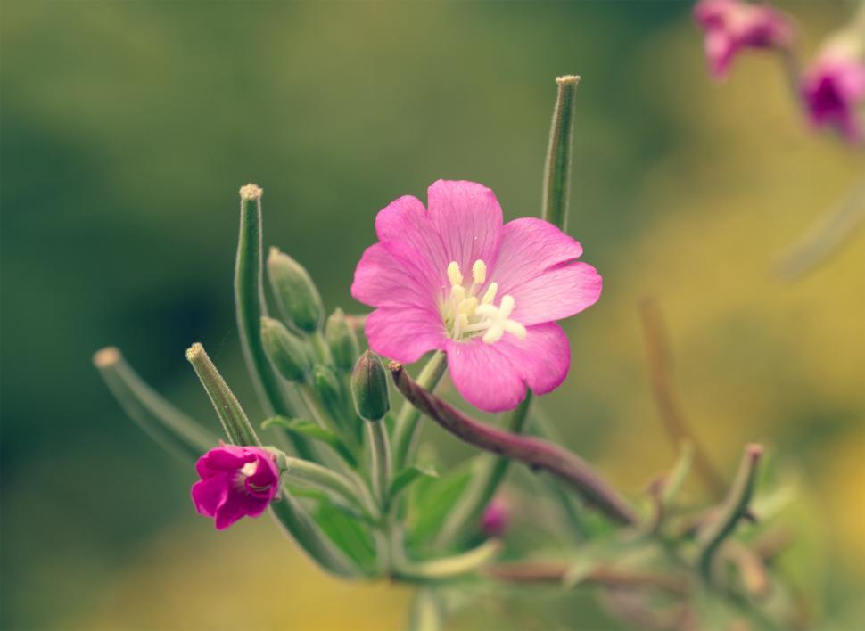 Free Image of Pink flower  