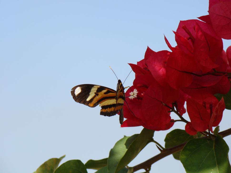 Free Image of Butterfly 