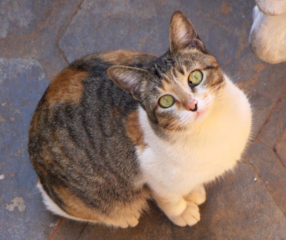 Free Image of Animals 