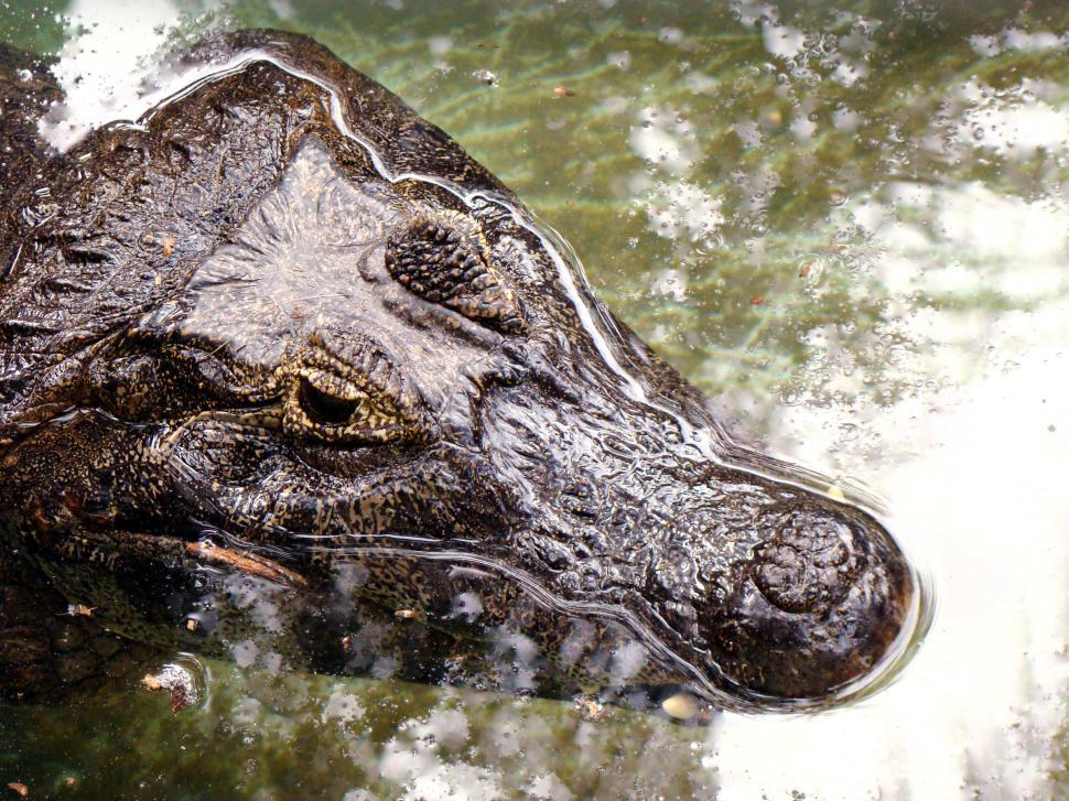 Free Image of Animals 