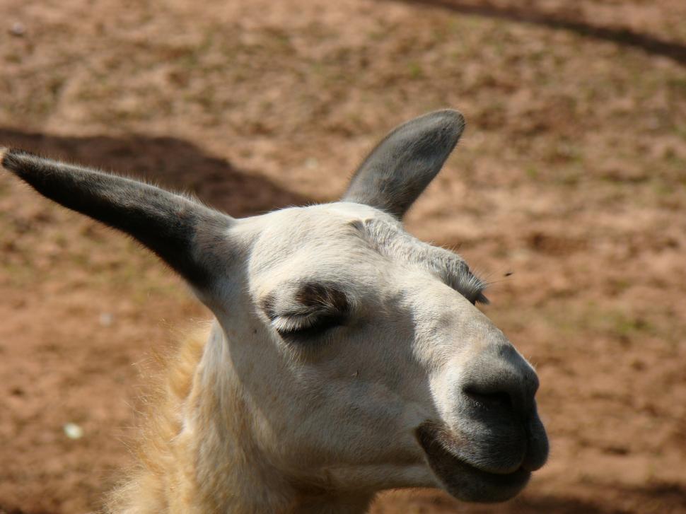 Free Image of Llama 