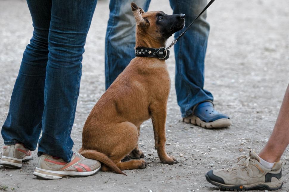 Free Image of Brown Dog Sitting on Cement Ground 