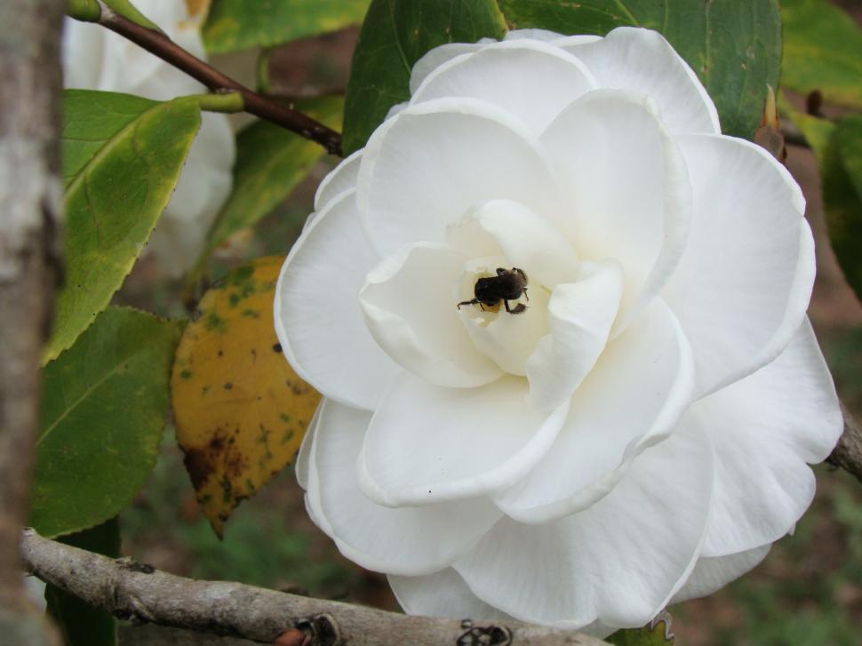 Free Image of Flower 