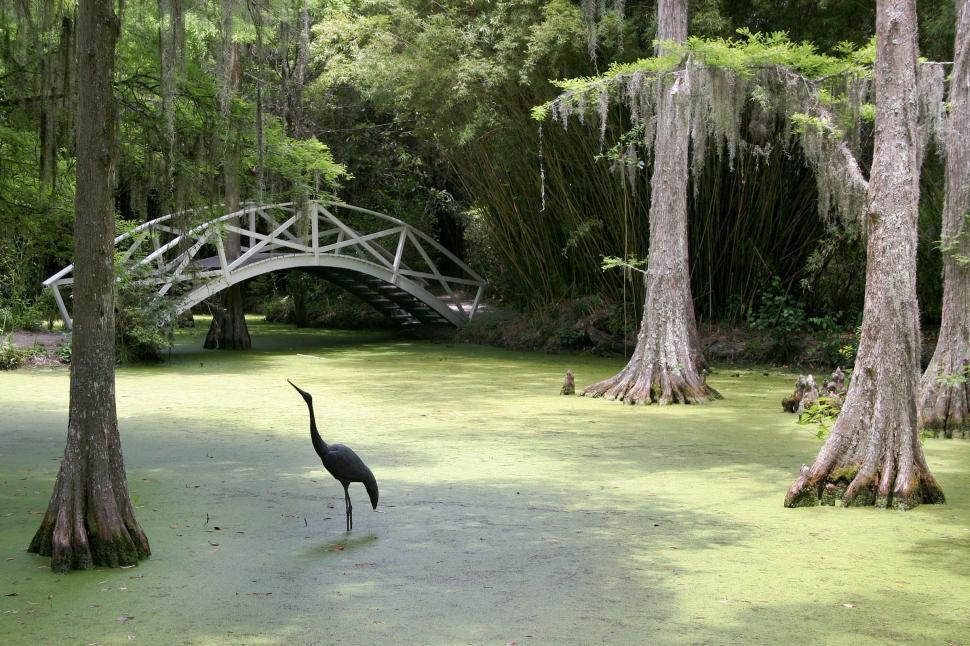 Free Image of Large Bird Walking Across Lush Green Forest 