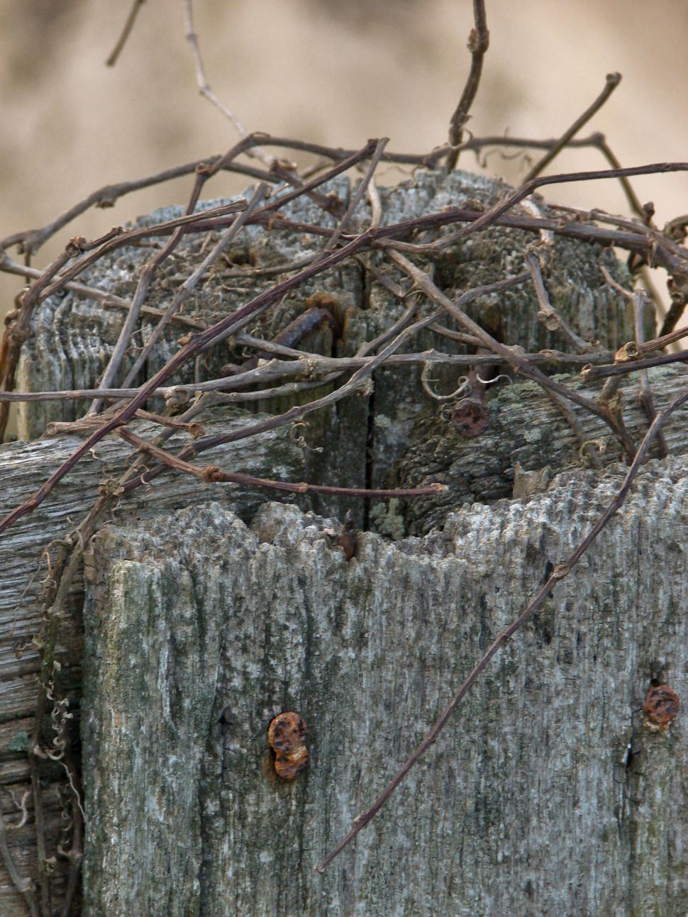 Free Image of Bird Perched on Wooden Post 