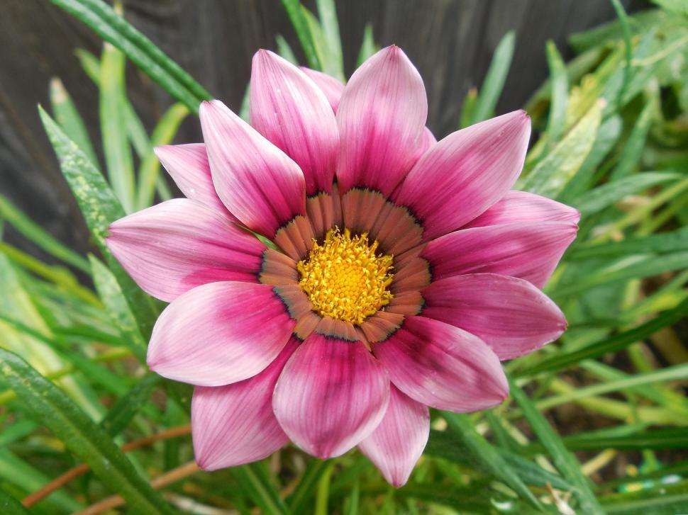 Free Image of Pink Gazania Daisy  