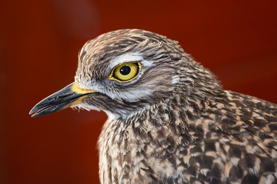 Free Image of Red Background Close Up of a Bird 