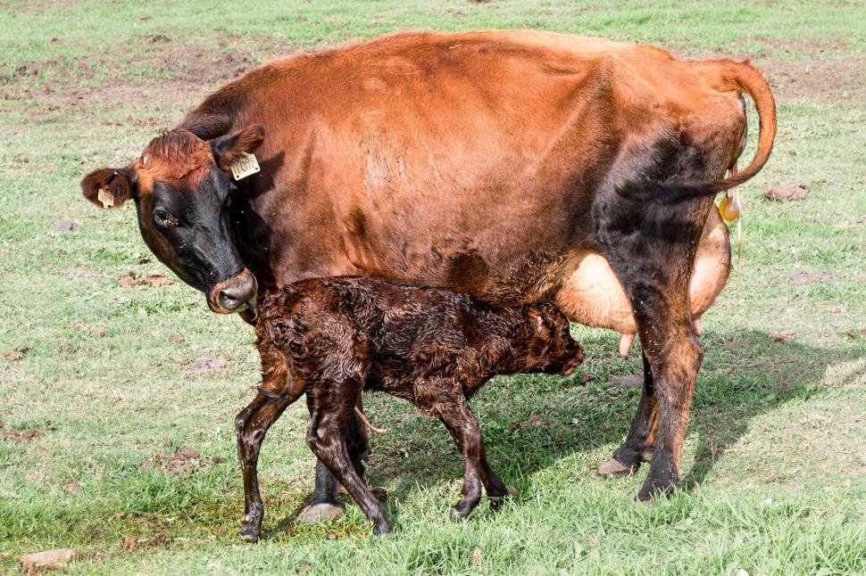 Free Image of Mother Cow and Calf Standing in Field 