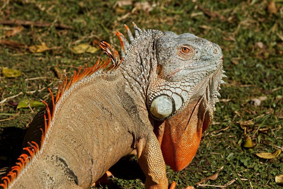 Free Image of Close Up of a Lizard on the Ground 
