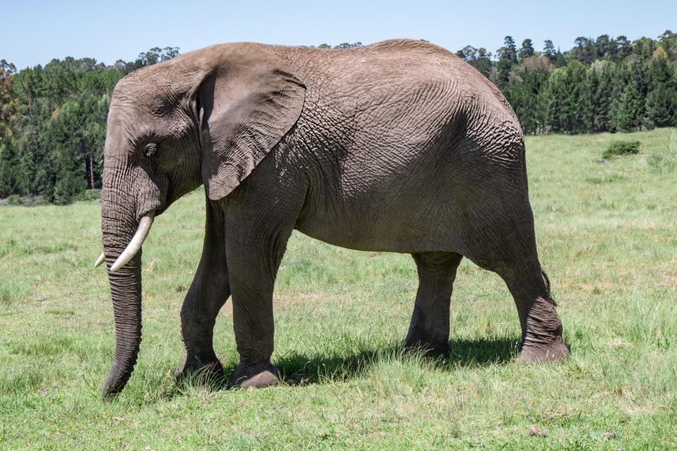 Free Image of Elephant Standing in Grassy Field With Trees 