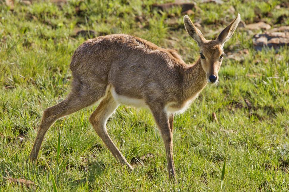 Free Image of Small Deer Standing on Lush Green Field 