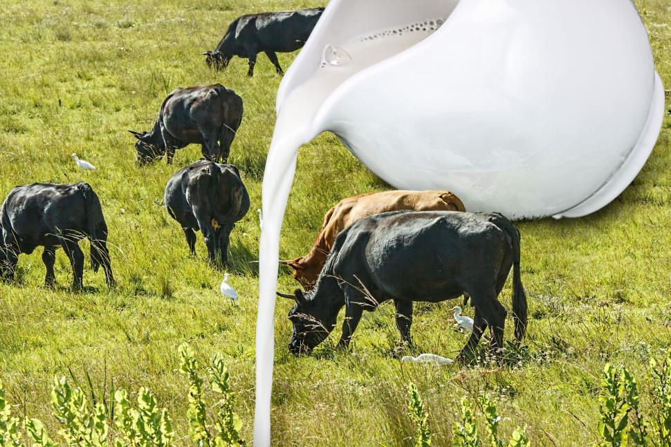 Free Image of Herd of Cattle Grazing on Lush Green Field 
