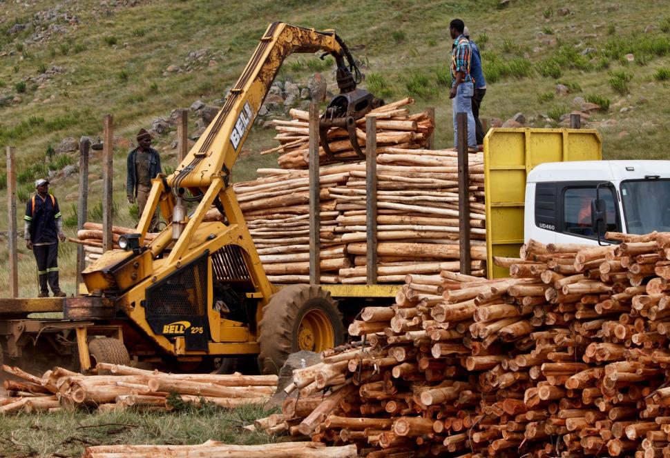 Free Image of Loading Large Load of Logs Onto Truck 