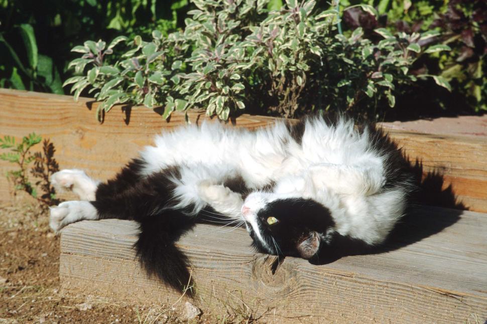 Free Image of Black and white cat in the sun 