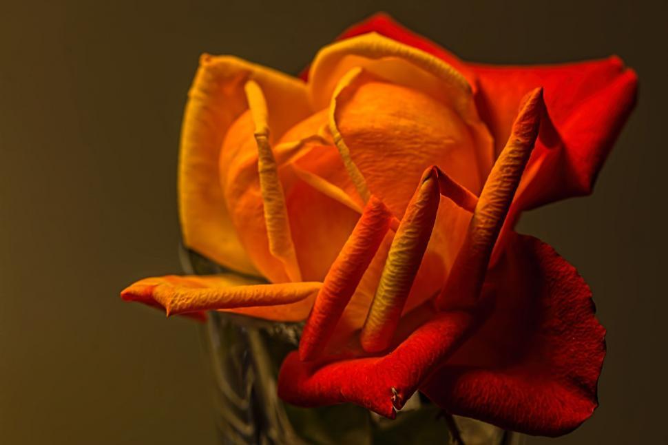 Free Image of Close Up of a Red Rose in a Vase 