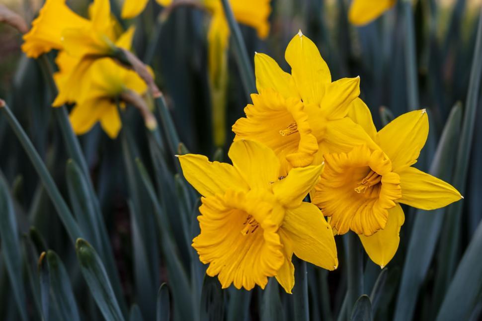 Free Image of Yellow Flowers Sprouting in Grass 