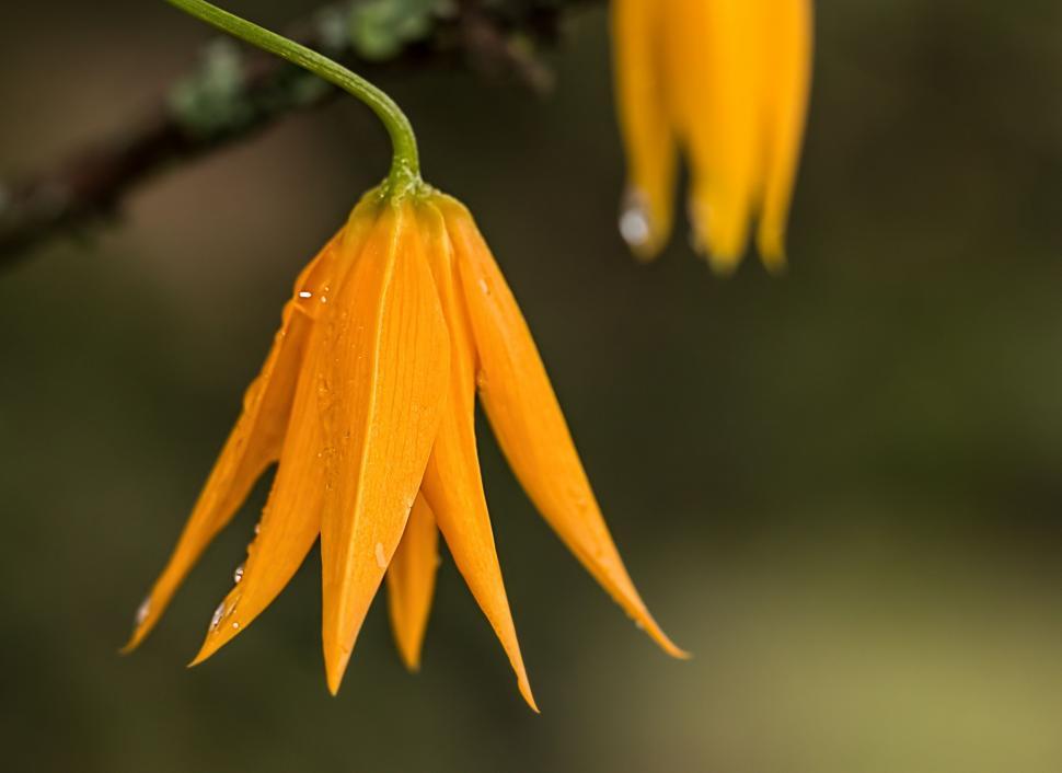 Free Image of Close Up of a Flower on a Tree Branch 
