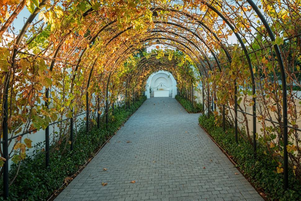 Free Image of Tree-Lined Walkway in Forest 