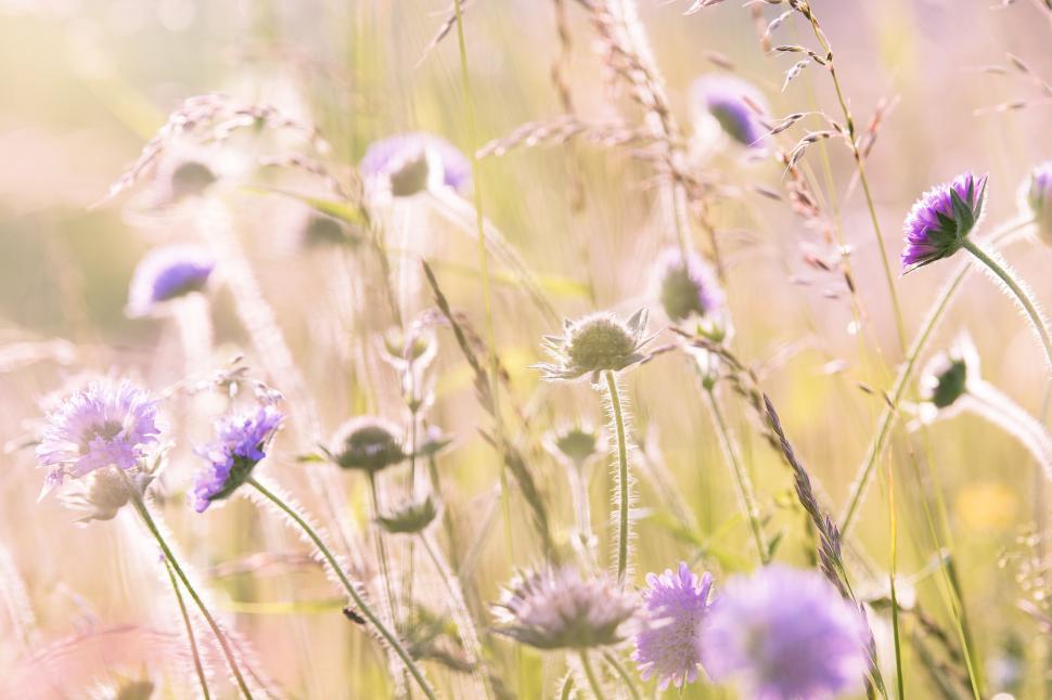 Free Image of Purple Flowers  