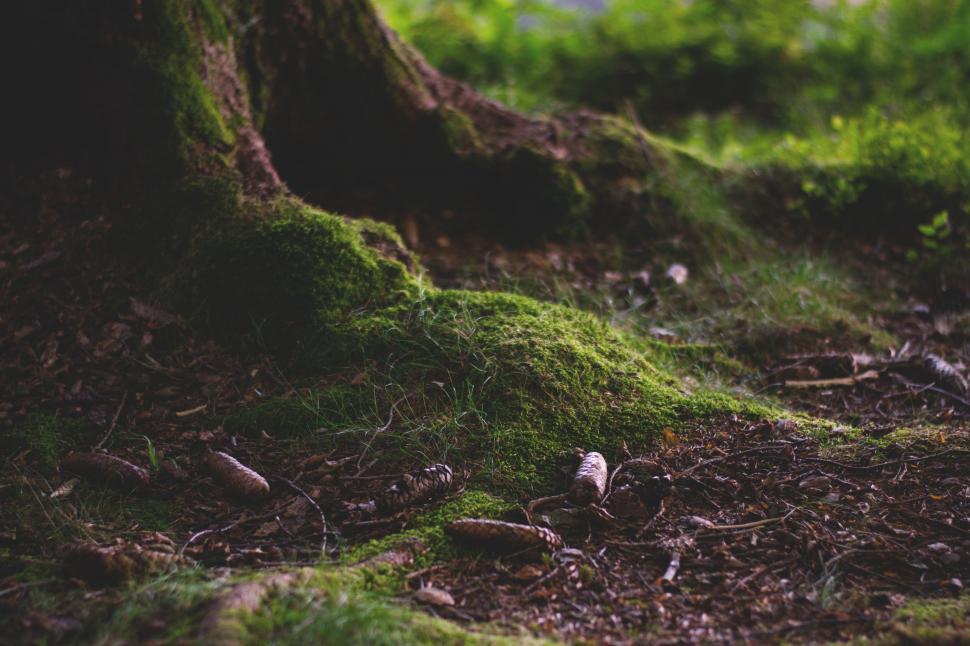 Free Image of Green Moss  