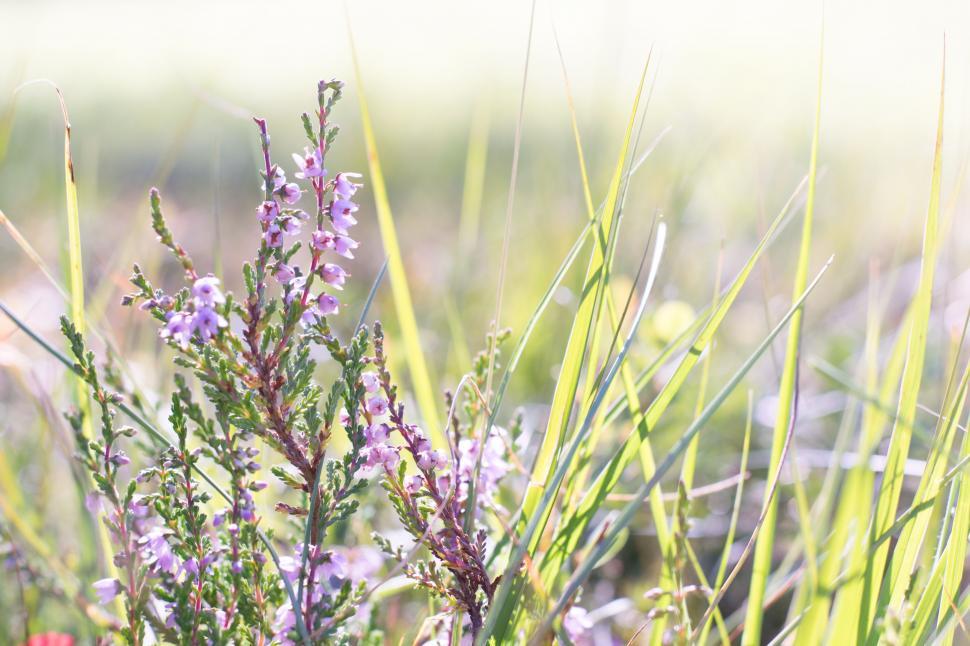 Free Image of Blooming Flowers in garden 