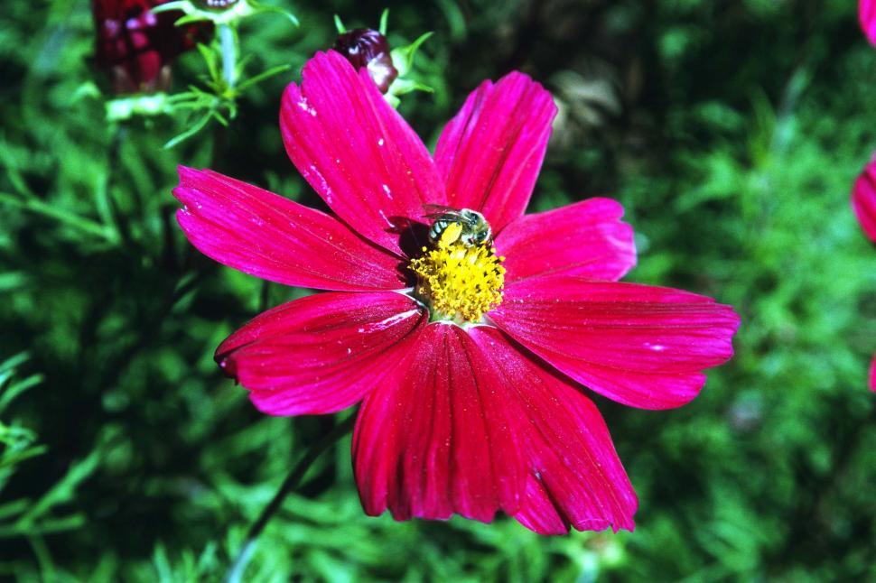 Free Image of It's a flower 