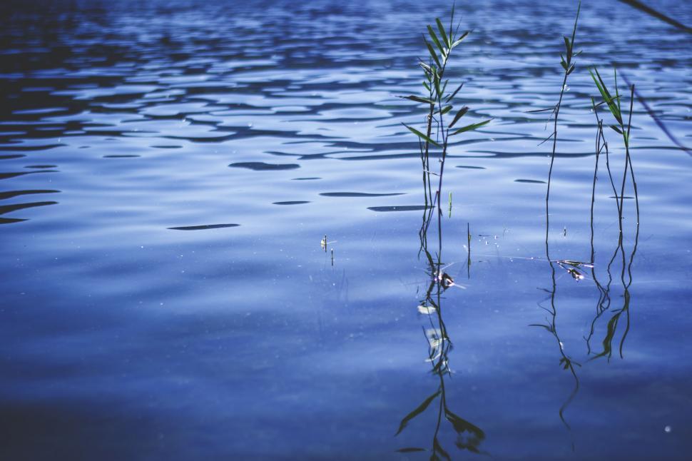 Free Image of Water reed (Plant)  