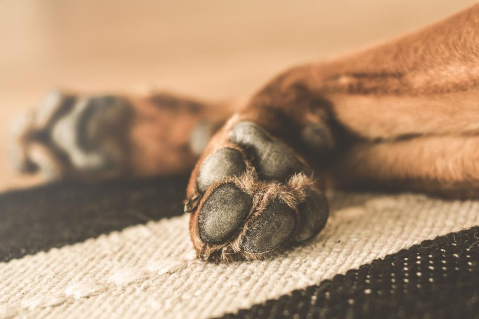 Free Image of Dog Paws  