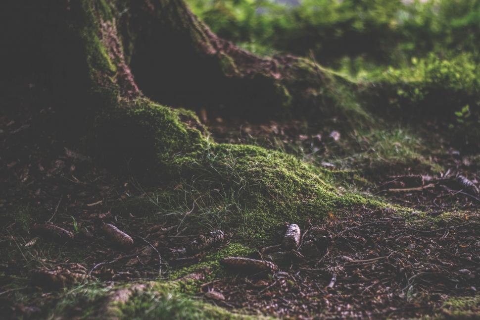 Free Image of Close Up of a Tree Covered in Moss 