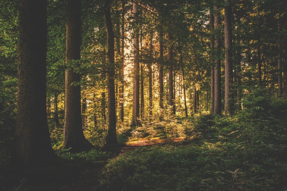 Free Image of Sun Shining Through Trees in Forest 