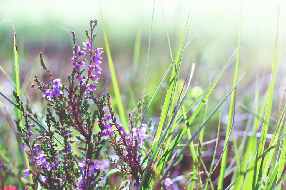 Free Image of Close Up of a Plant With Purple Flowers 