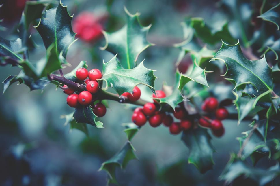 Free Image of Holly tree 