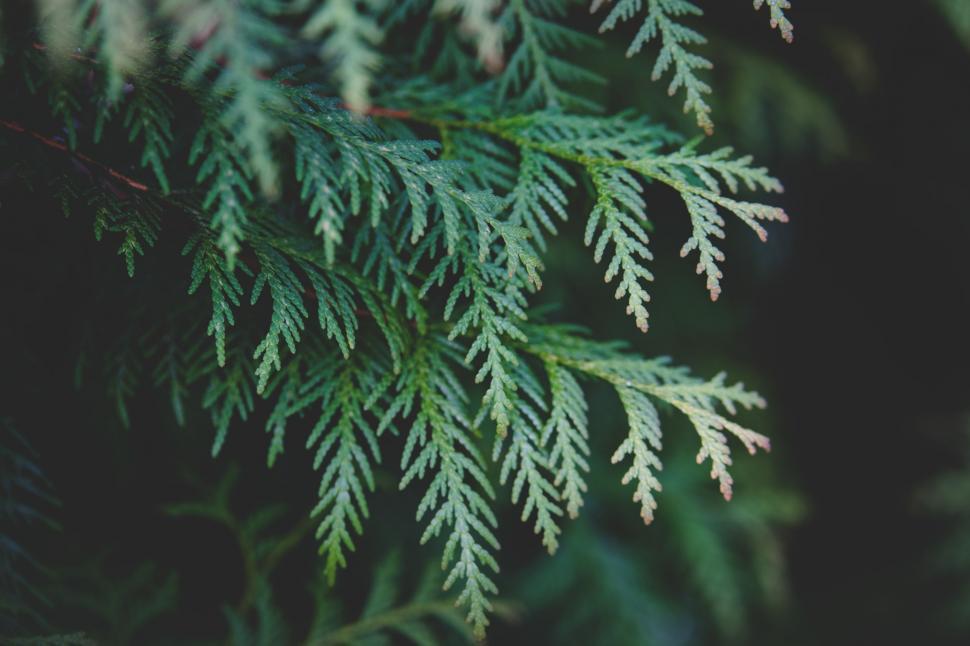 Free Image of Thuja Branch 