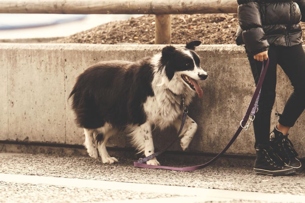 Free Image of Black and White Dog  