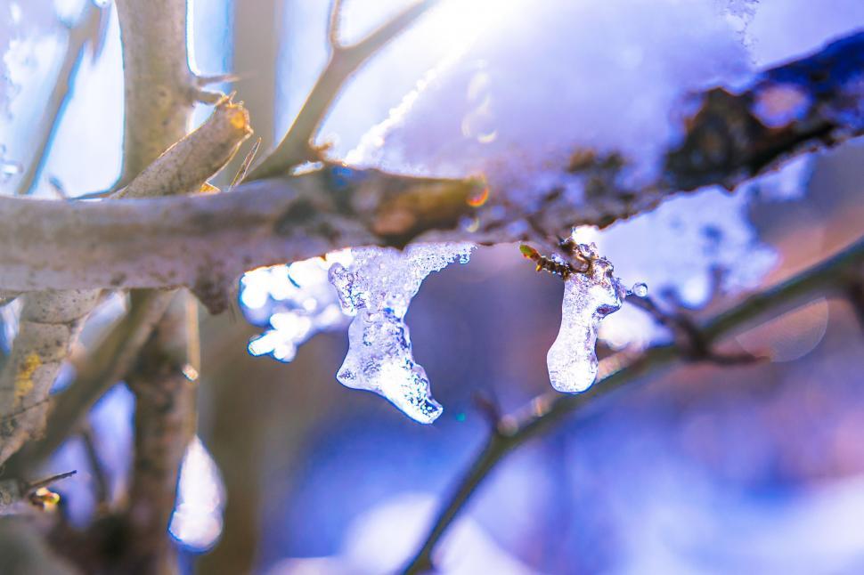 Free Image of Winter Forest  