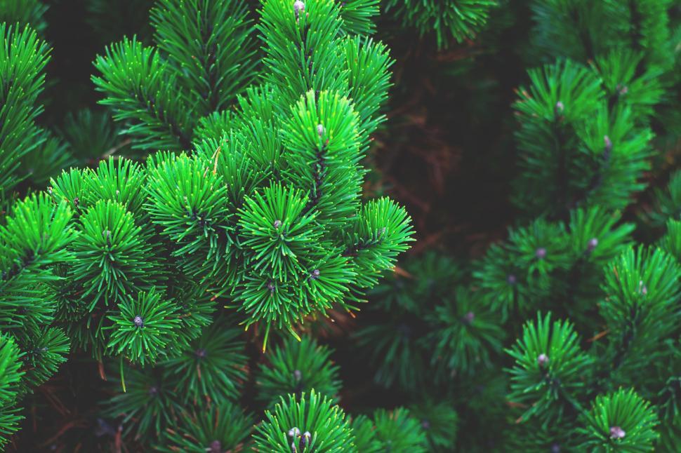 Free Image of Pine trees 