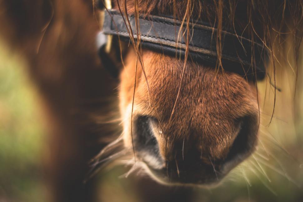 Free Image of Shetland pony 