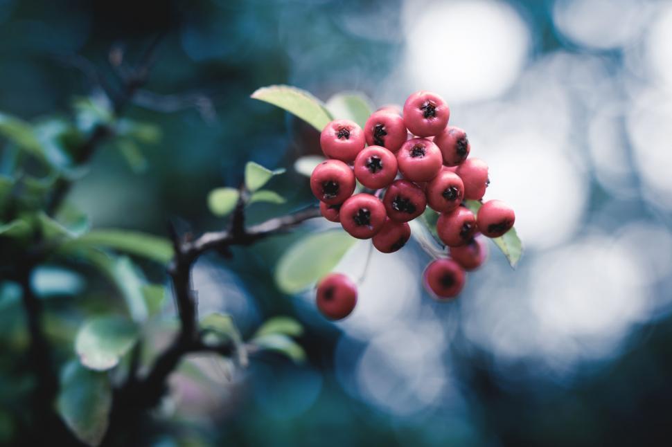 Free Image of Red Berries  