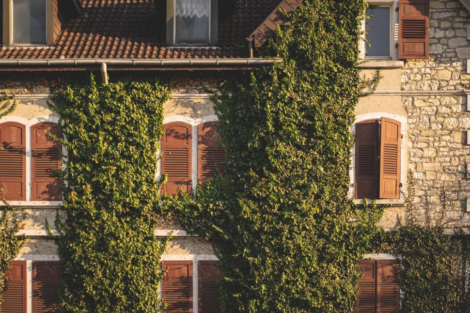 Free Image of Exterior View of building with windows and Green leaves Ivy plant 