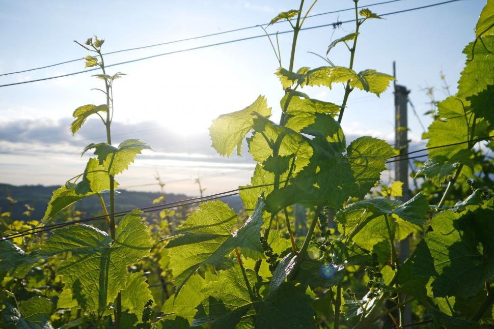 Free Image of Vineyard and leaves  