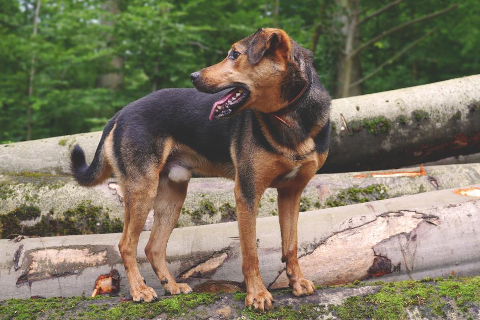 Free Image of German Shepherd 