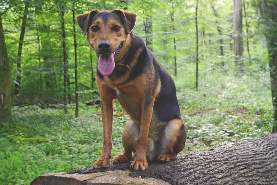 Free Image of German Shepherd Dog  