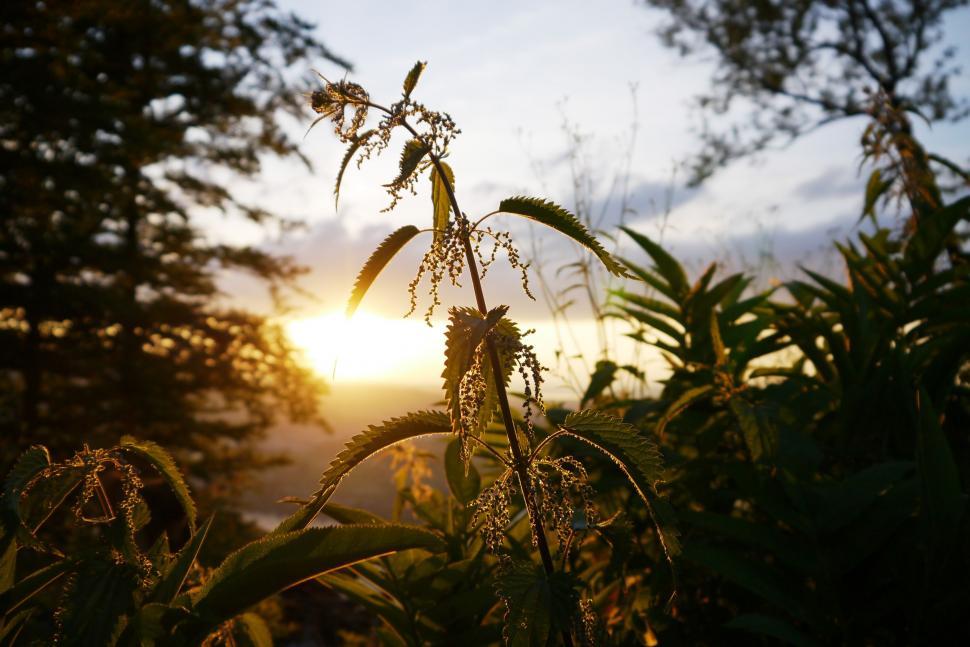 Free Image of Stinging nettle (Plant) and Sunbeam 
